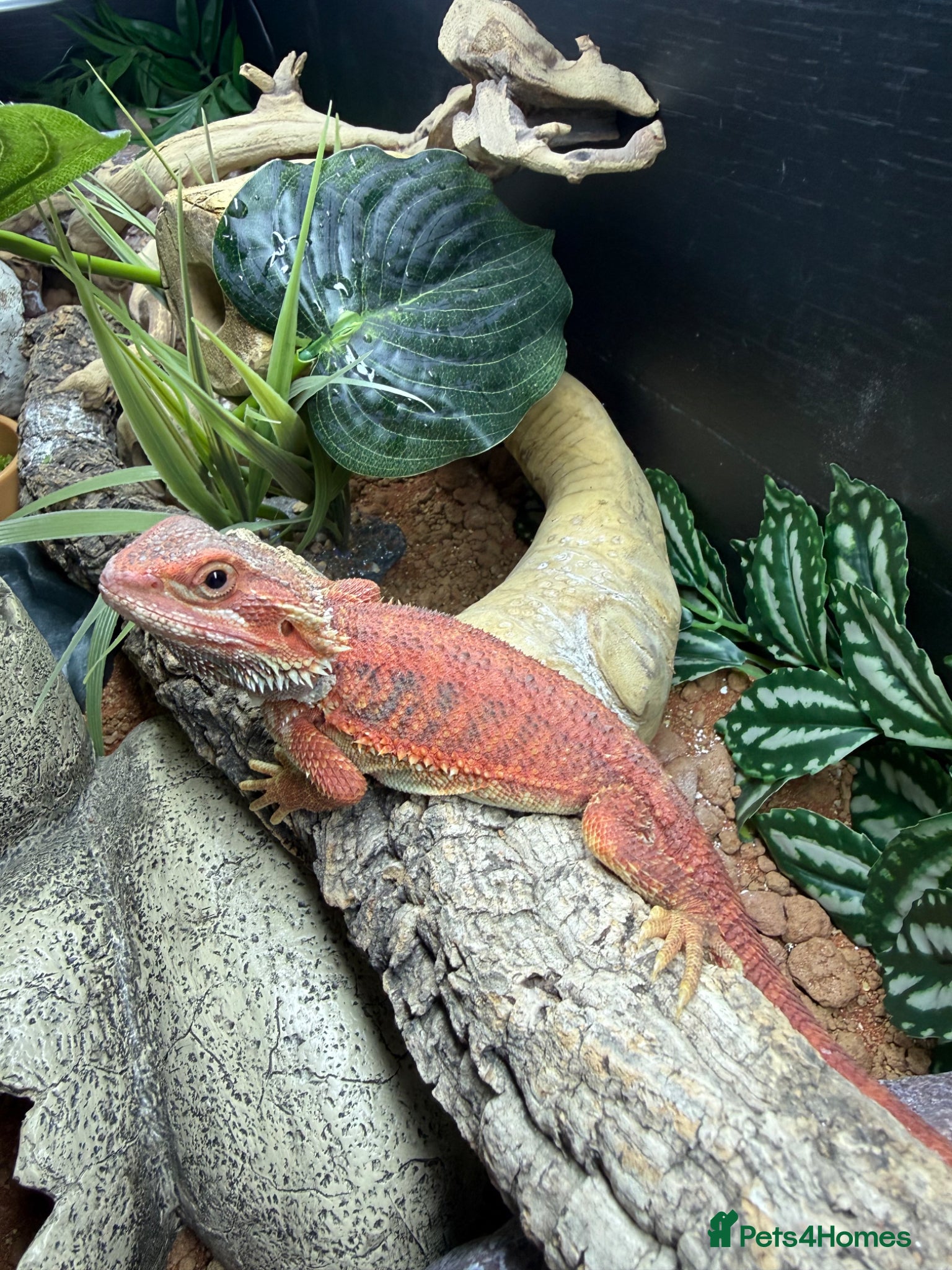 Bearded Dragon reptiles Red bearded dragon and set up - Advert 2