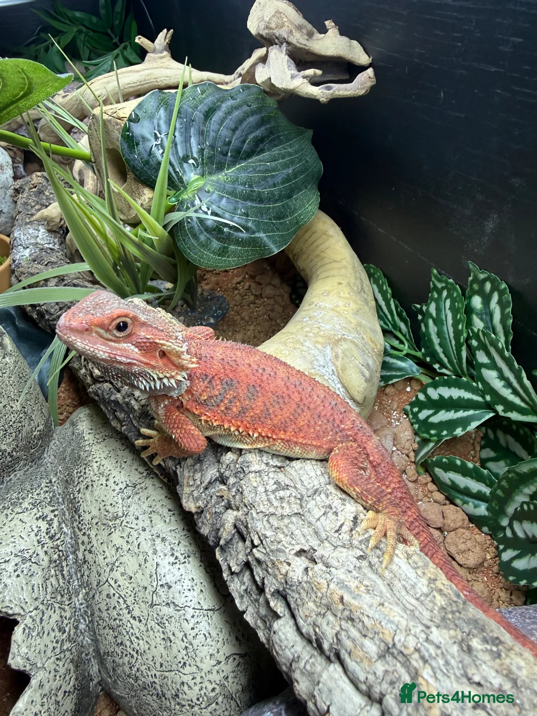 Bearded Dragon reptiles for sale: Red bearded dragon and set up in Runcorn - Advert 2