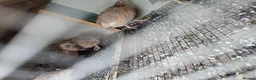 Quail poultry for sale: Sexed jumbo quail  - Advert 6
