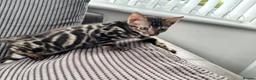 Bengal cats for sale: Full pedigree rosetted bengal kitten -male  - Advert 6