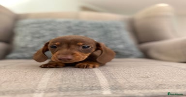 Miniature Dachshund dogs - Advert 9