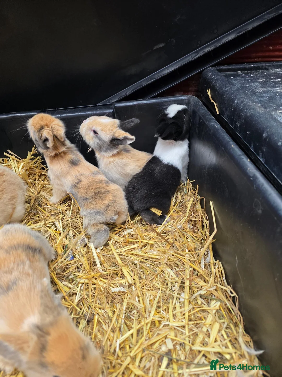 Mixed Breed rabbits for sale: Lionhead x dwarf lop in Grantham - Advert 19