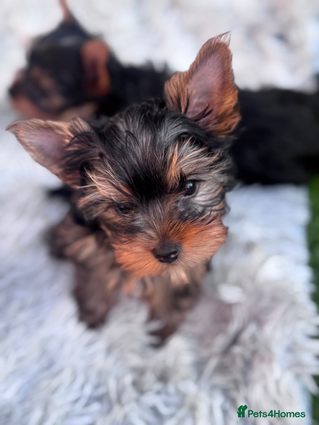 Yorkshire Terrier dogs for sale: Last girl ready🥰 Pedigree Yorkshire Terrier Puppy - Image 36