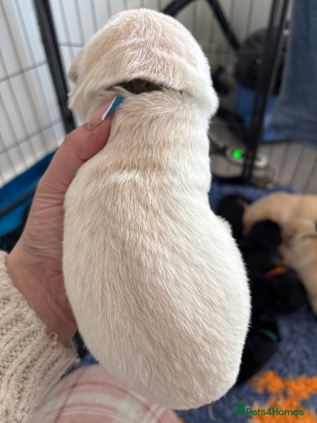 Mixed Breed dogs for sale: Stunning lab/rottie x golden retriever puppies e - Advert 18