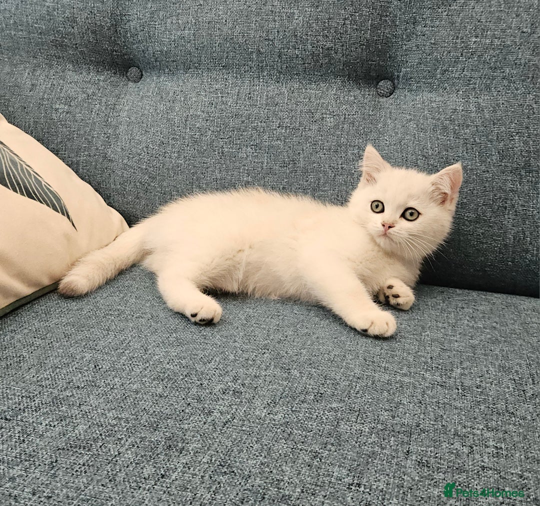 Scottish Fold cats for sale: Excellent Scottish straight kittens  - Image 15