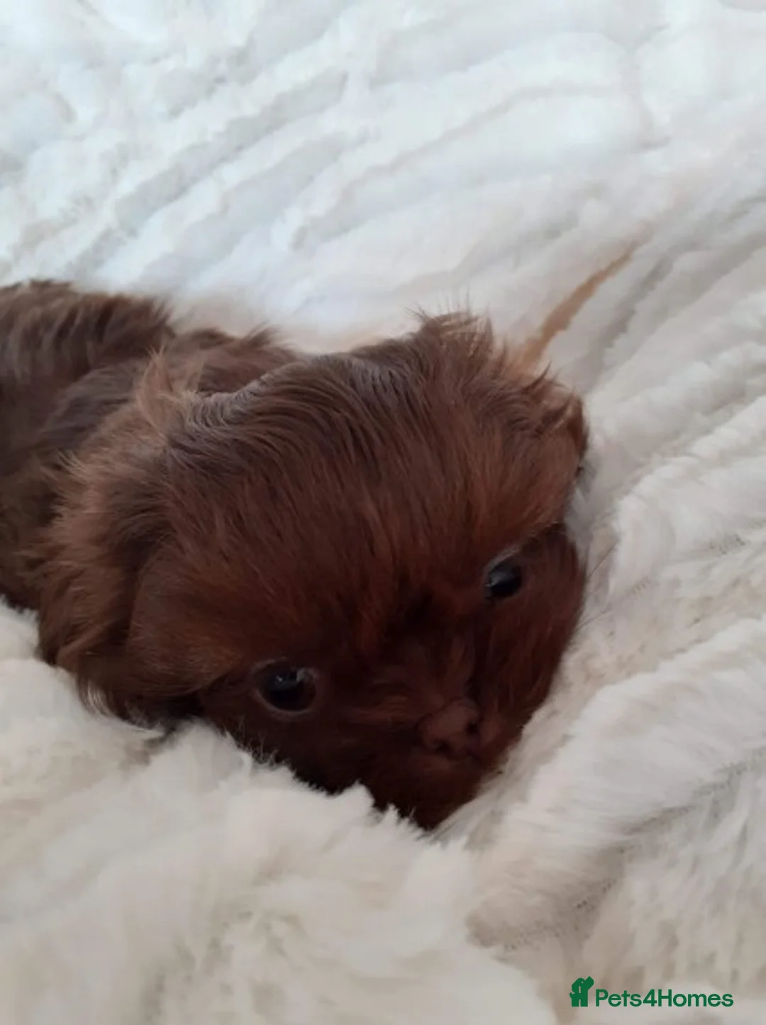 Shih Tzu dogs for stud: Solid None Fading Chocolate Imperial Shih Tzu in Canterbury - Advert 2