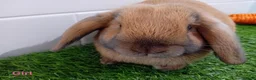 Mini Lop rabbits for sale: Mini Lop Baby Bunnies - Ready now!! - Advert 14