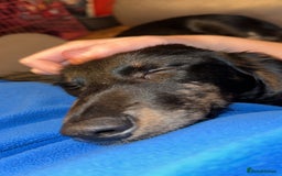 Mixed Breed dogs for sale: Lenny & Lulu - Image 6