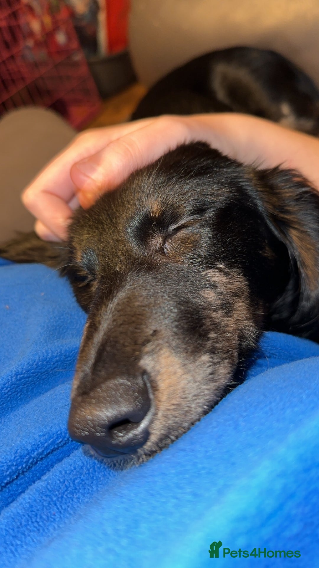 Mixed Breed dogs for sale: Lenny & Lulu - Image 6