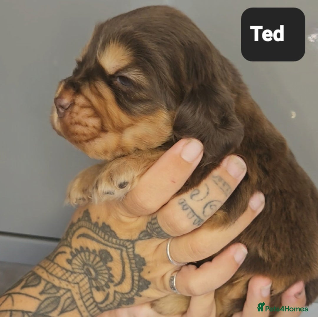 Cocker Spaniel dogs for sale: Exceptional Pedigree Kc Champion Show Cockers - Image 14