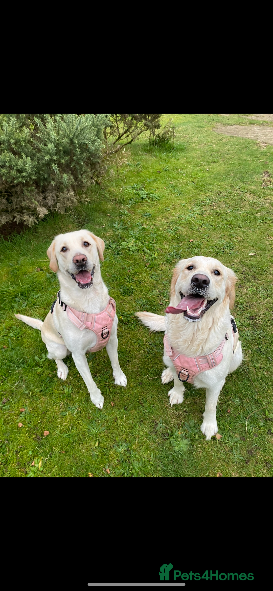Golden Retriever dogs for sale: Golden retriever X goldador puppies - Image 16