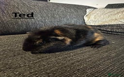 Guinea Pig rodents for sale: Male Guinea Pigs - Image 6