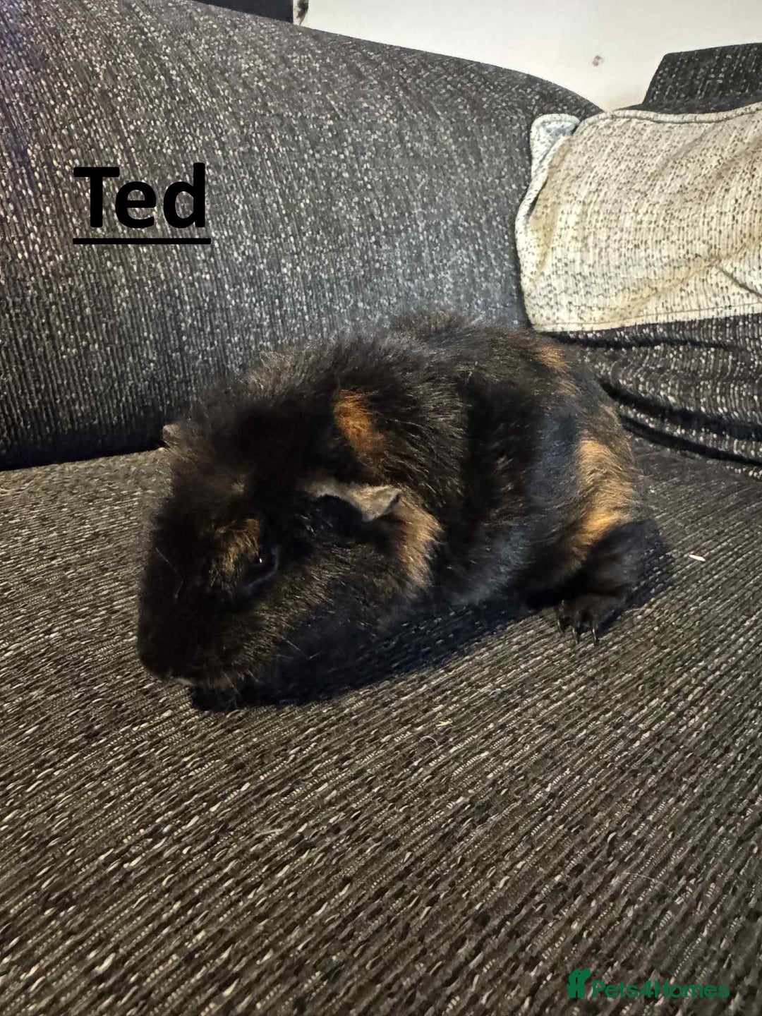 Guinea Pig rodents for sale: Male Guinea Pigs - Image 6