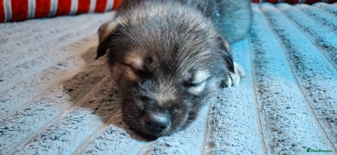 Mixed Breed dogs for sale: Siberian husky + Rus A Pei - Advert 20