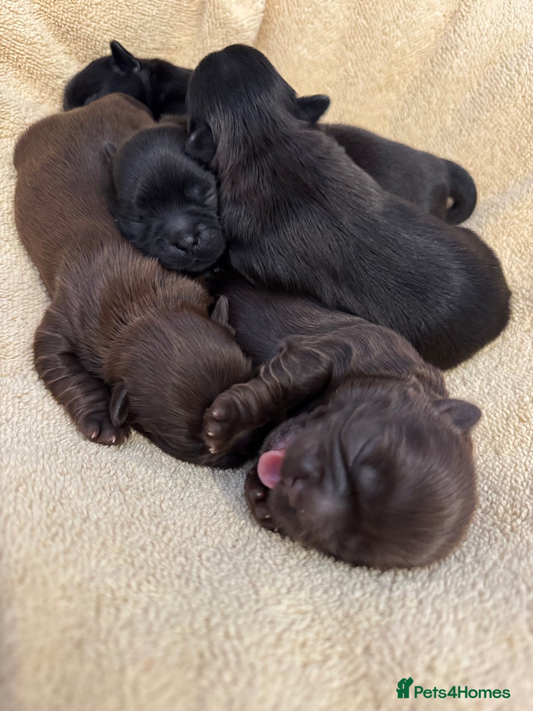 Shih Tzu dogs for sale: ✨ Exceptional Shih Tzu Puppies – Available✨ - Advert 8