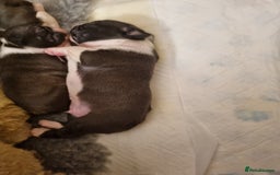 Boston Terrier dogs for sale: Boston Terrier Puppies  - Advert 8