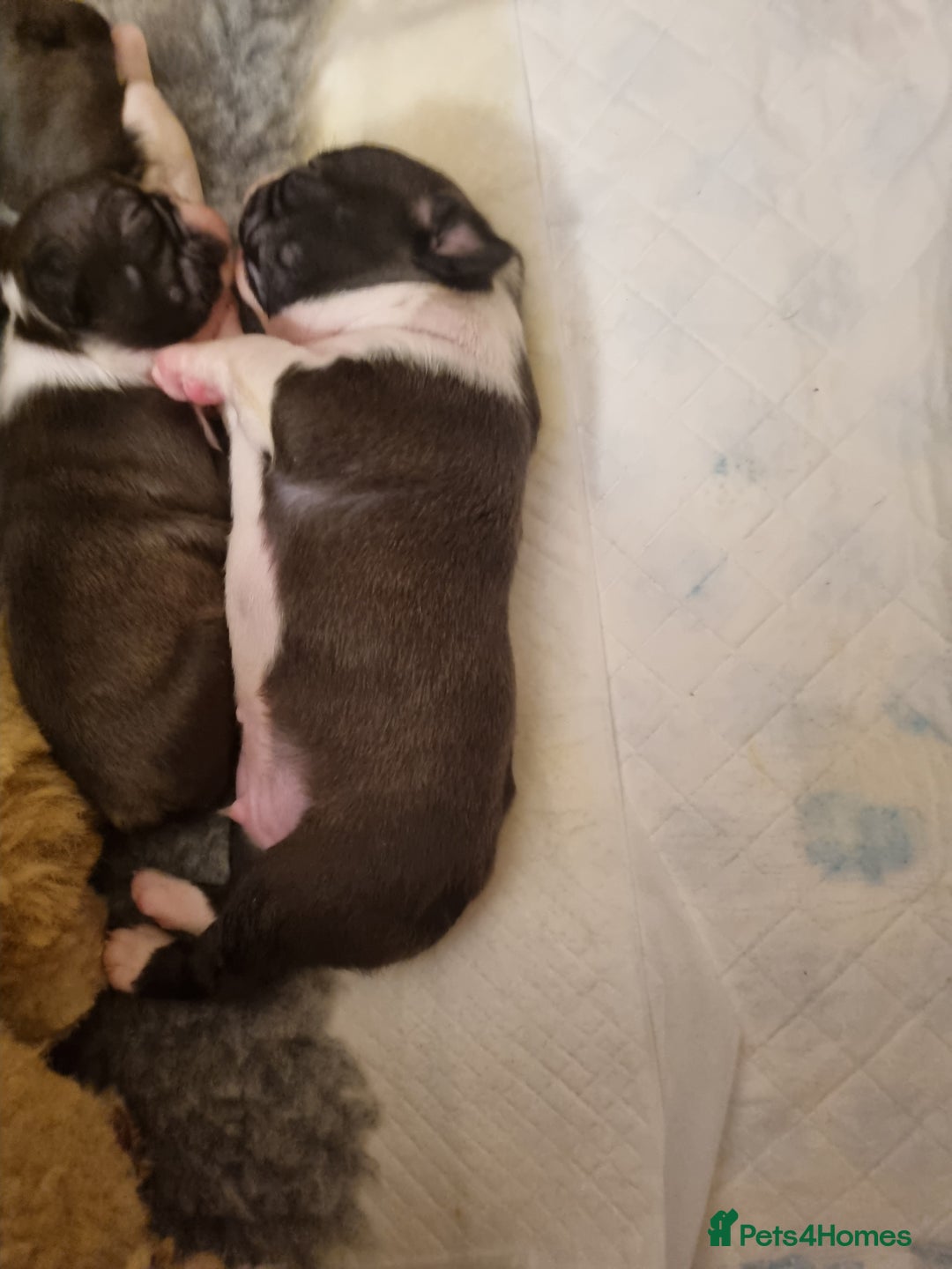 Boston Terrier dogs for sale: Boston Terrier Puppies  - Advert 8
