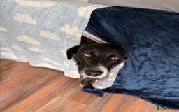 Border Collie dogs for sale: Max and teddy - Image 4