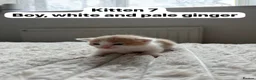 Mixed Breed cats for sale:  9 gorgeous kittens.  - Advert 15