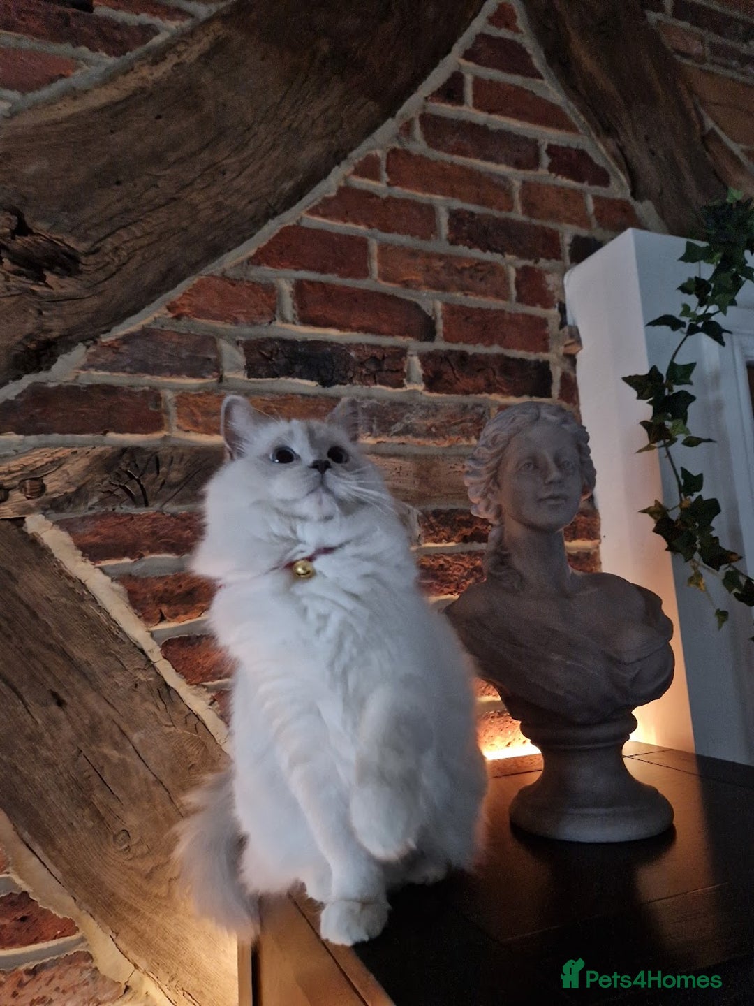 Ragdoll cats for sale: Beautiful Lilac Mitted Ragdoll Queen - Image 3