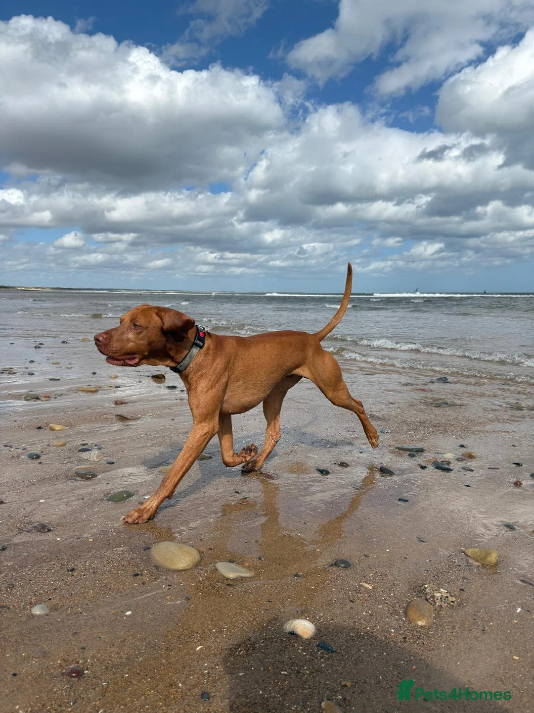 Hungarian Vizsla dogs for stud: Proven Hungarian Viszla Stud - Strong litter of 7 in Chester-le-Street - Advert 2