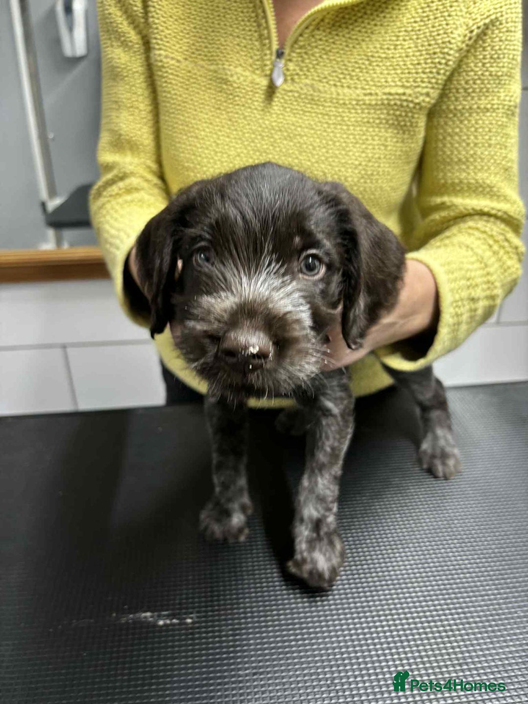 German Wirehaired Pointer dogs for sale: Stunning litter of German Wirehaired Pointers  - Advert 19