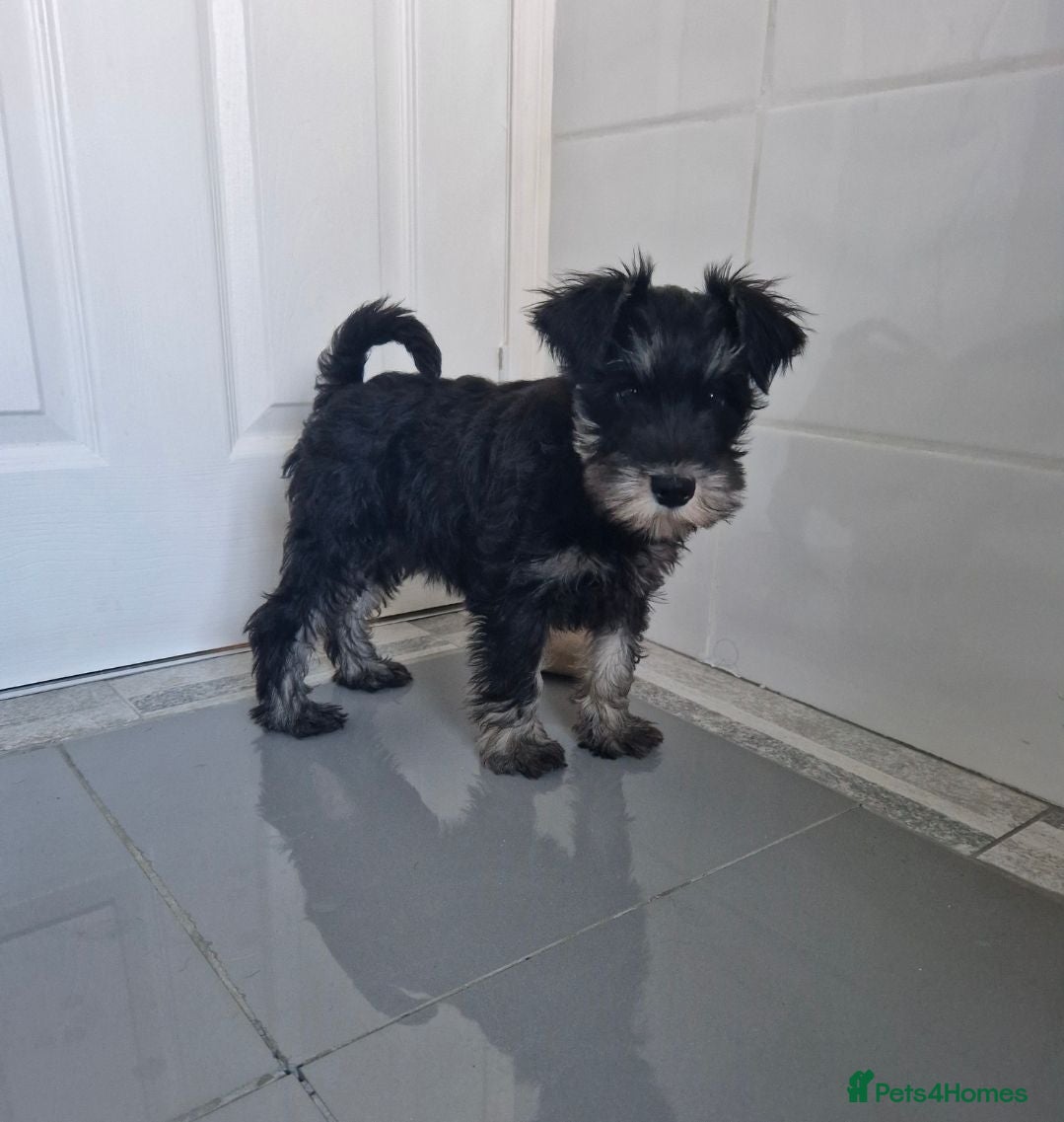 Miniature Schnauzer dogs Kc mac test beautiful puppies  - Advert 6