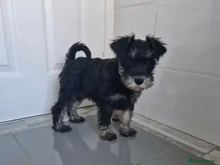 Miniature Schnauzer dogs Kc mac test beautiful puppies - Advert 6