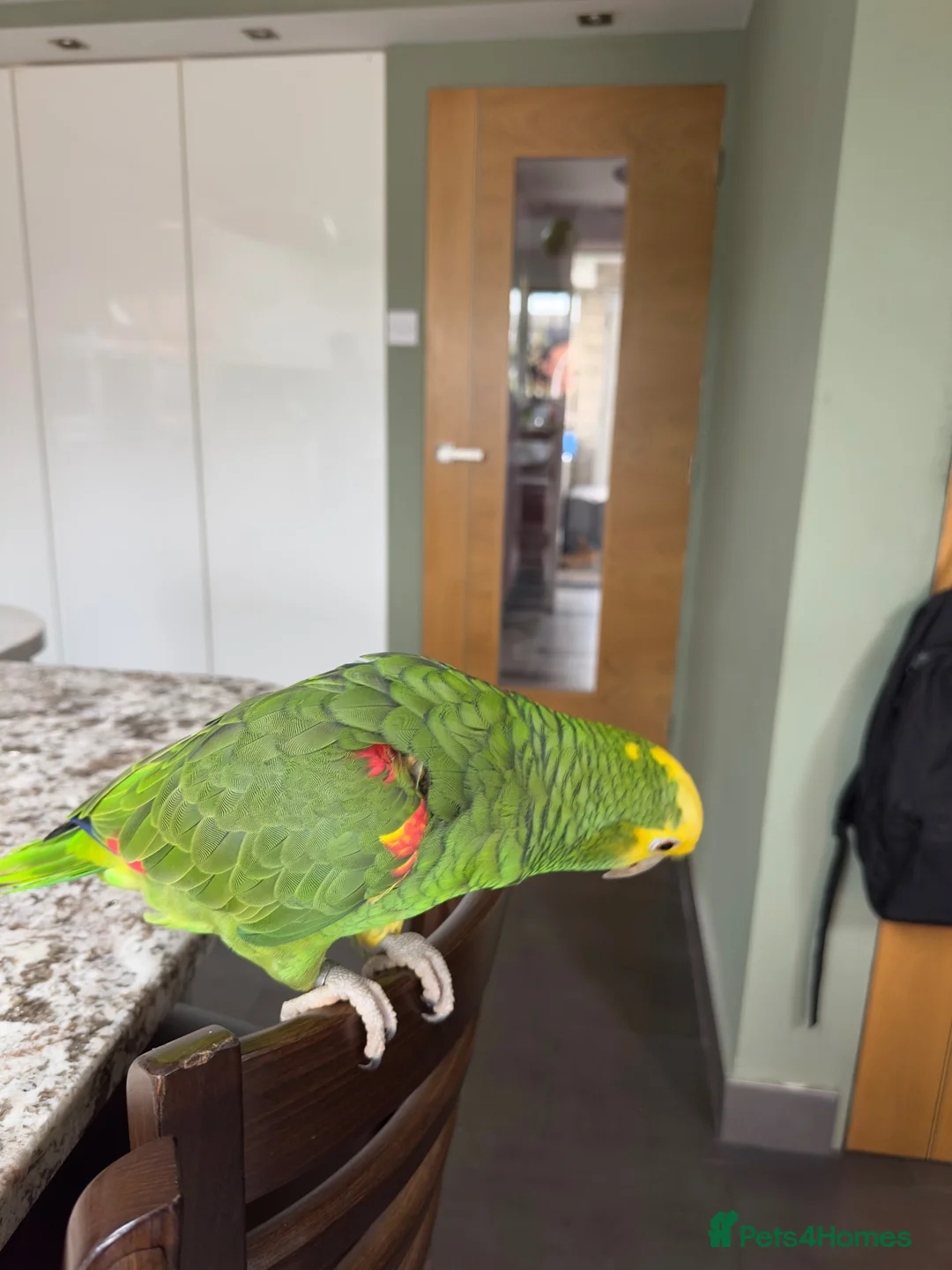 Parrots birds for sale: Double yellow crown Amazon  in Blackburn - Advert 2