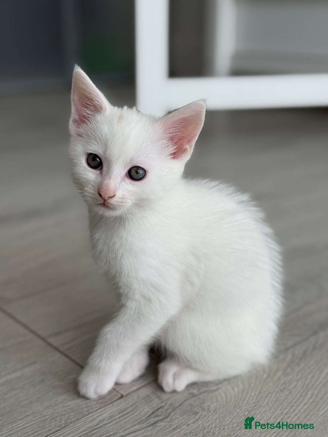 Turkish Angora cats for sale: 4 Beautiful Turkish Angora Mix Kittens - Image 4