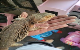 Bearded Dragon reptiles for sale: Bearded dragon for sale  - Advert 5