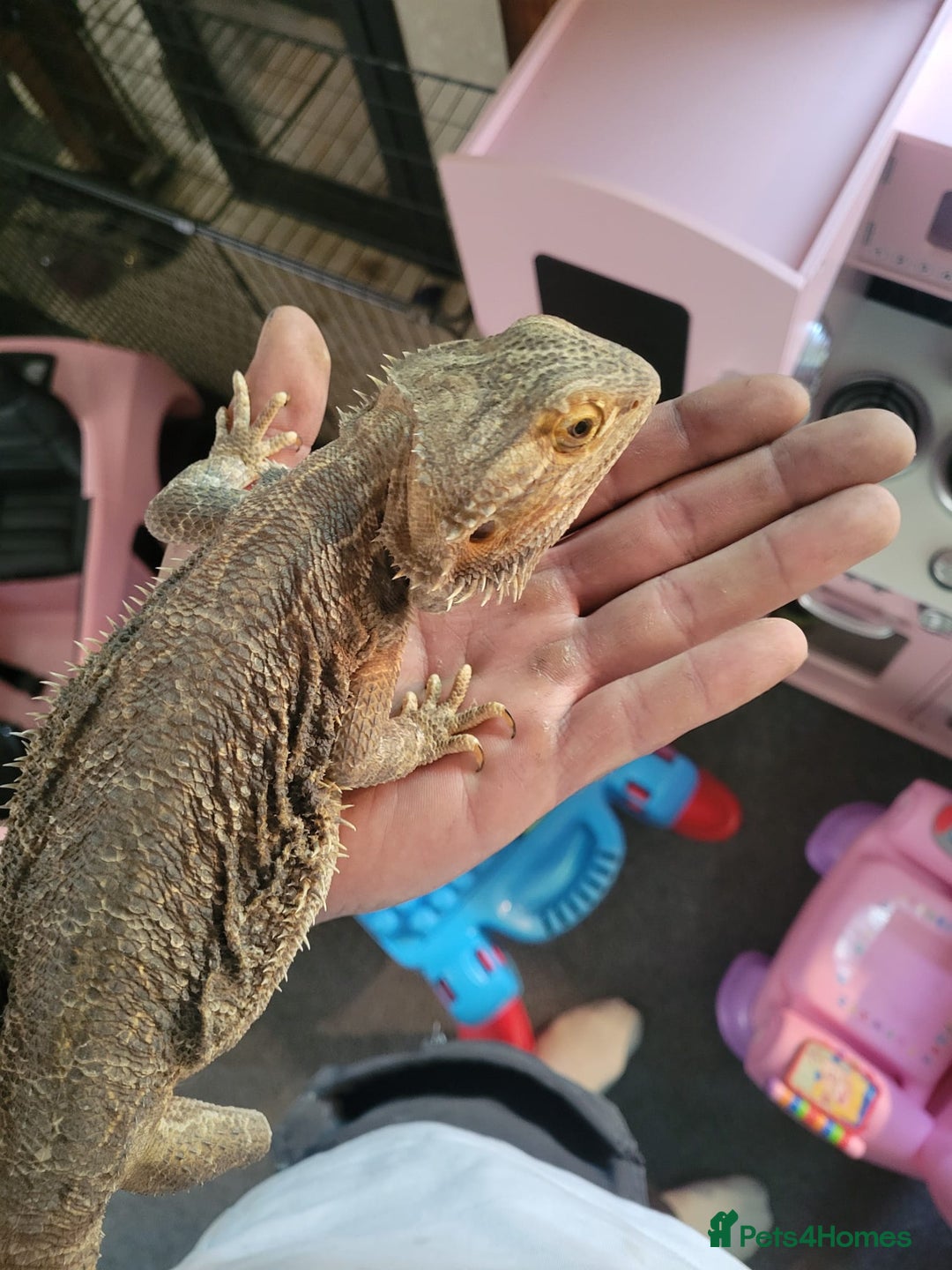 Bearded Dragon reptiles for sale: Bearded dragon for sale  - Advert 5