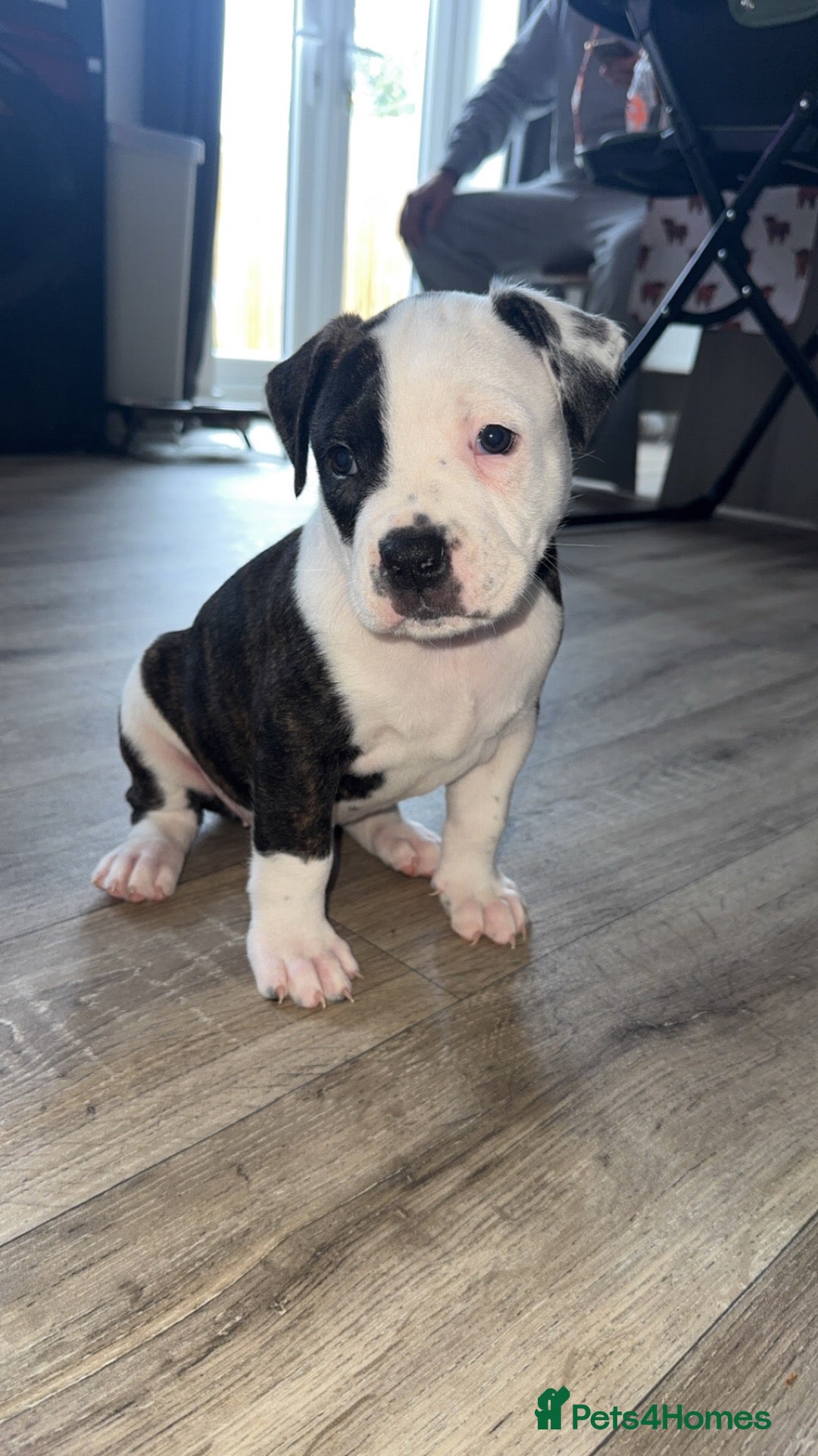 Mixed Breed dogs AMERICAN BULLDOG, BOXER CROSS - Advert 1
