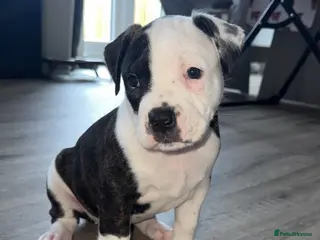 Mixed Breed dogs AMERICAN BULLDOG, BOXER CROSS - Advert 1