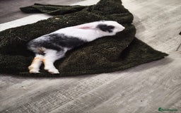 Mixed Breed rabbits for sale: Beautiful hand reared rabbit  - Advert 2