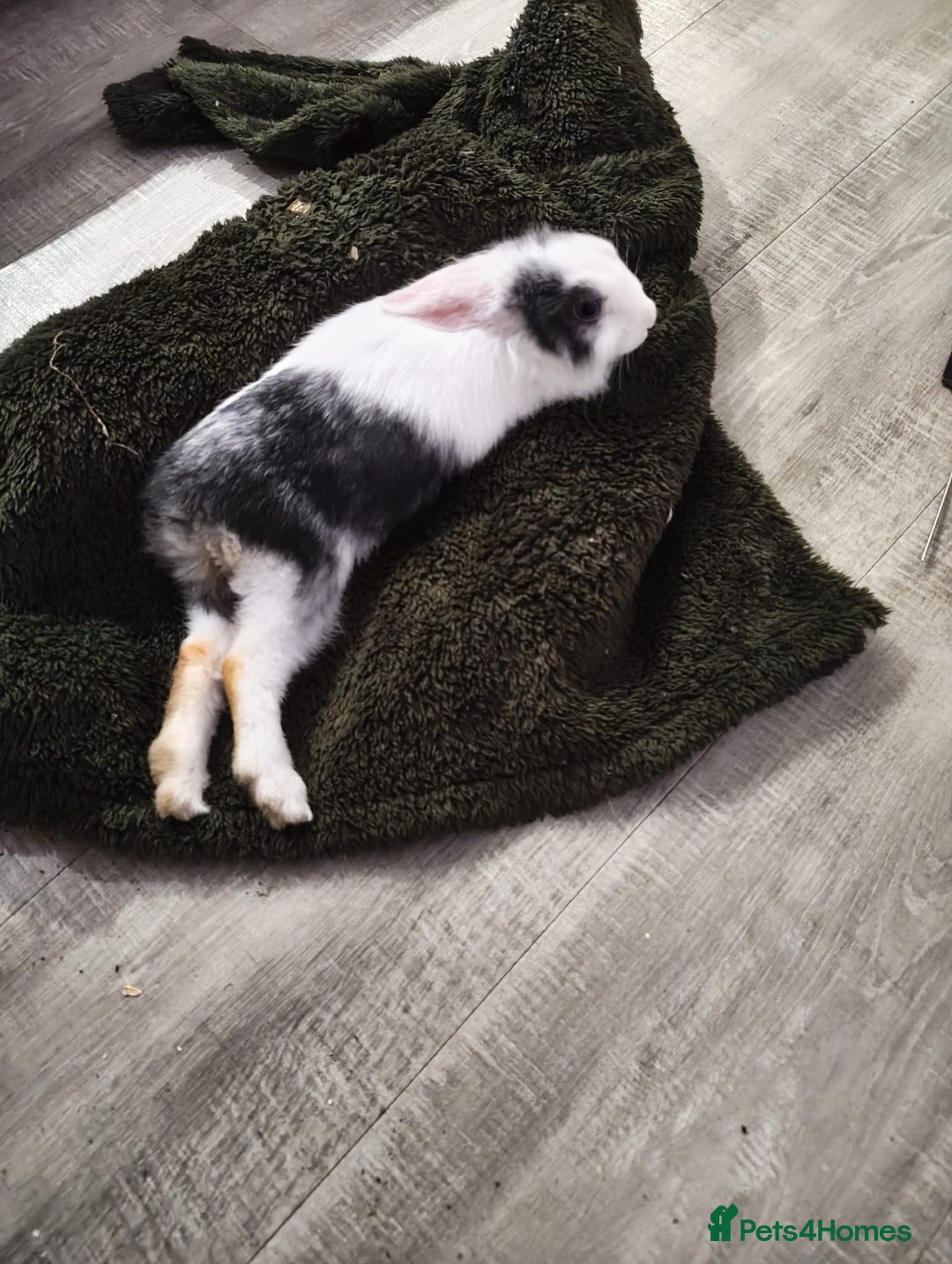 Mixed Breed rabbits for sale: Beautiful hand reared rabbit  - Advert 2