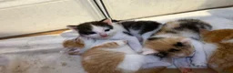 Mixed Breed cats for sale: READY TO LEAVE *2left* Part ragdoll kittens  - Advert 23