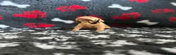 Hungarian Vizsla dogs for sale: Exceptional Pedigree Hungarian Vizsla Puppies - Advert 13