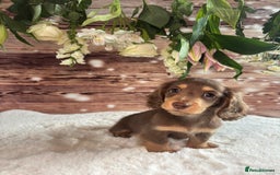 Miniature Dachshund dogs for sale: Outstanding long haired dachshund - Image 1