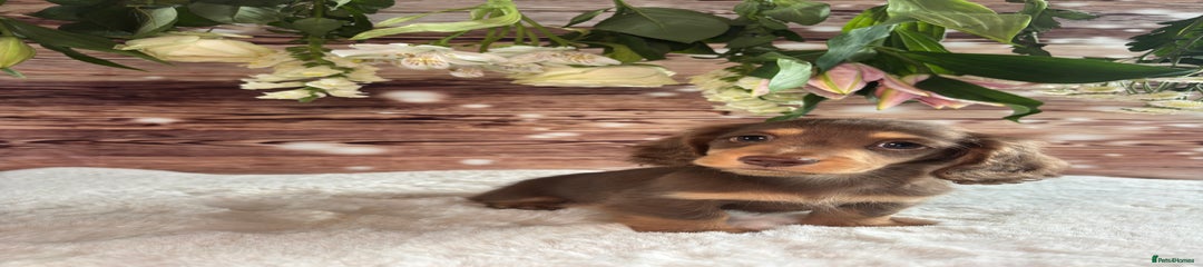 Miniature Dachshund Puppy 1