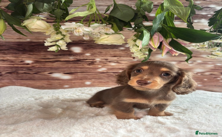 Miniature Dachshund dogs - Advert 2