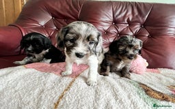 Mixed Breed dogs for sale: Beautiful Cavapoo Puppies  - Image 4