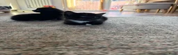 Mixed Breed cats for sale: Tuxedo Kittens looking for a loving home  - Advert 8