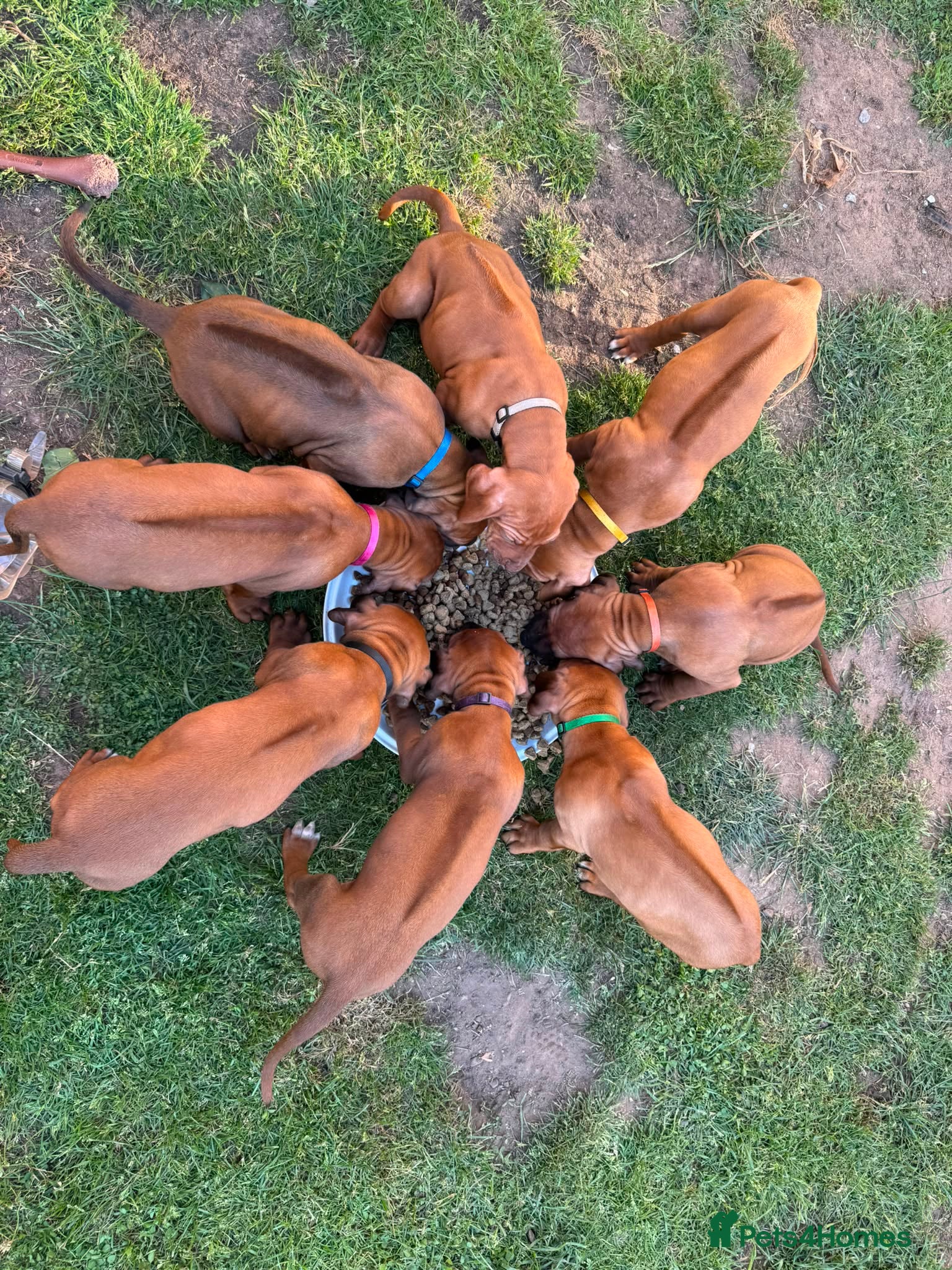Rhodesian Ridgeback dogs Beautiful Rhodesian Ridgeback puppies-Family pet - Advert 13