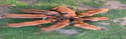 Rhodesian Ridgeback dogs for sale: Beautiful Rhodesian Ridgeback puppies-Family pet - Advert 1