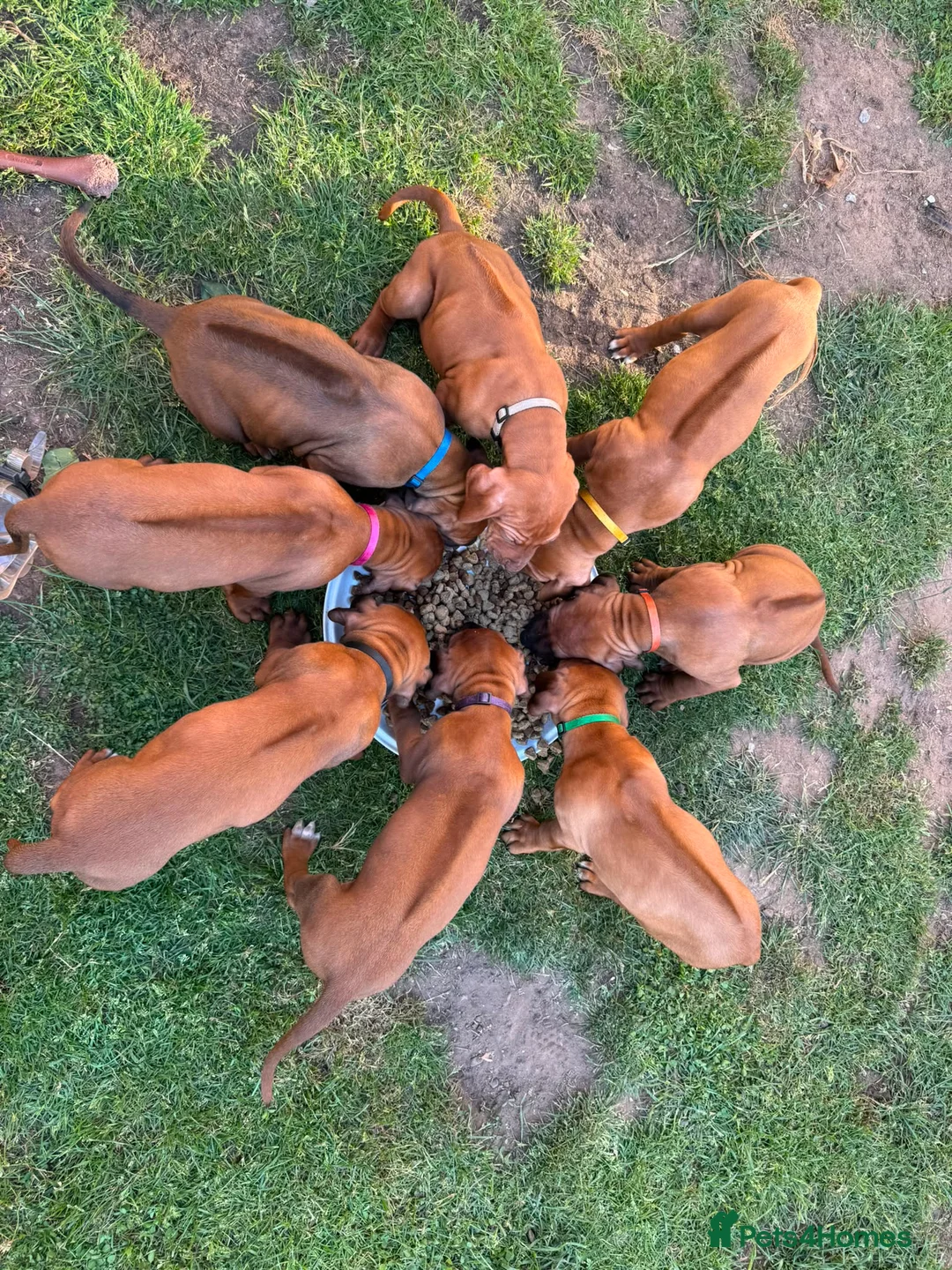 Rhodesian Ridgeback dogs for sale: Beautiful Rhodesian Ridgeback puppies-Family pet - Advert 1