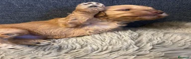 Cockapoo 1