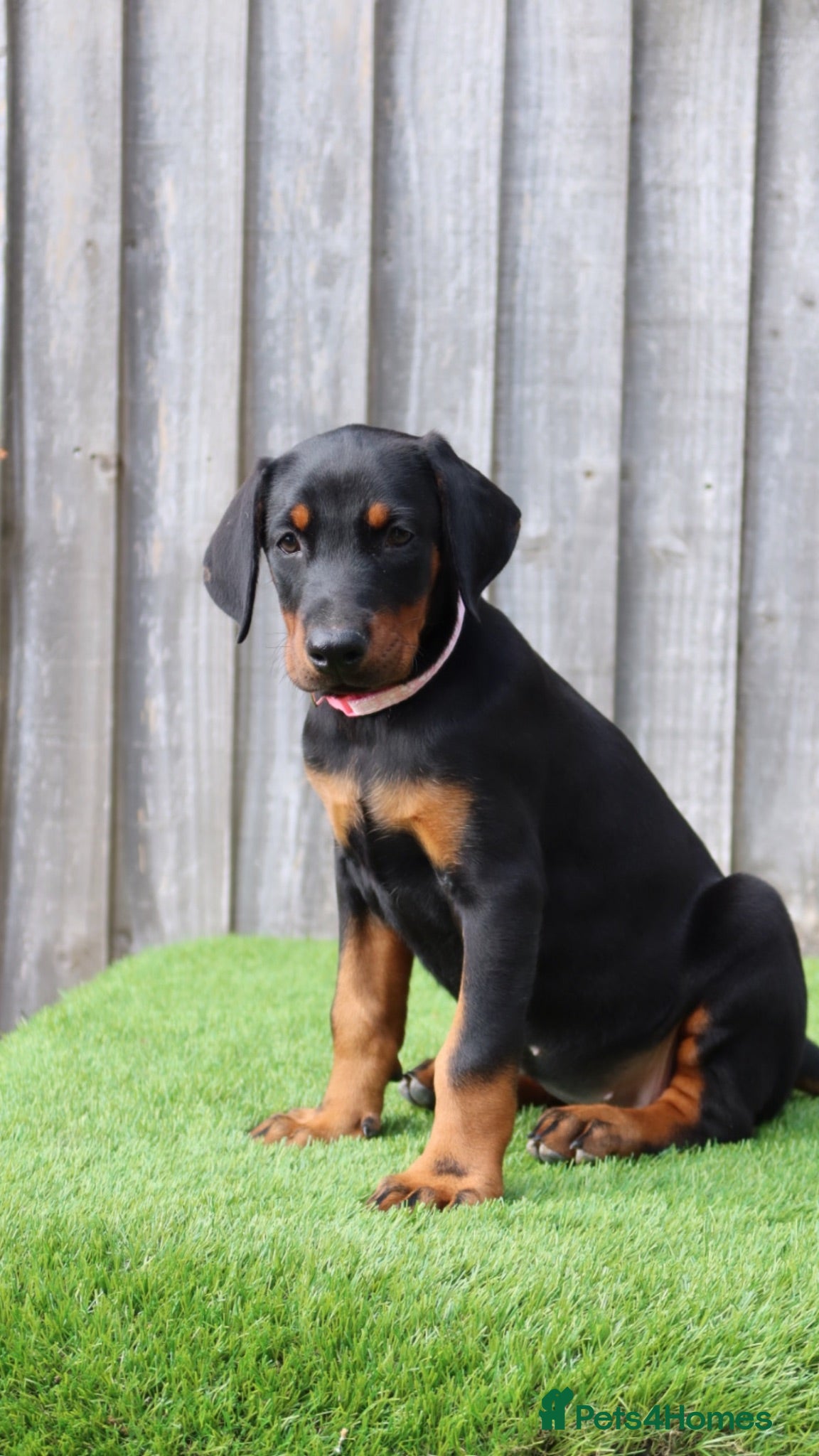 Dobermann dogs Quality European Dobermanns - 1 Female Remaining - Advert 2