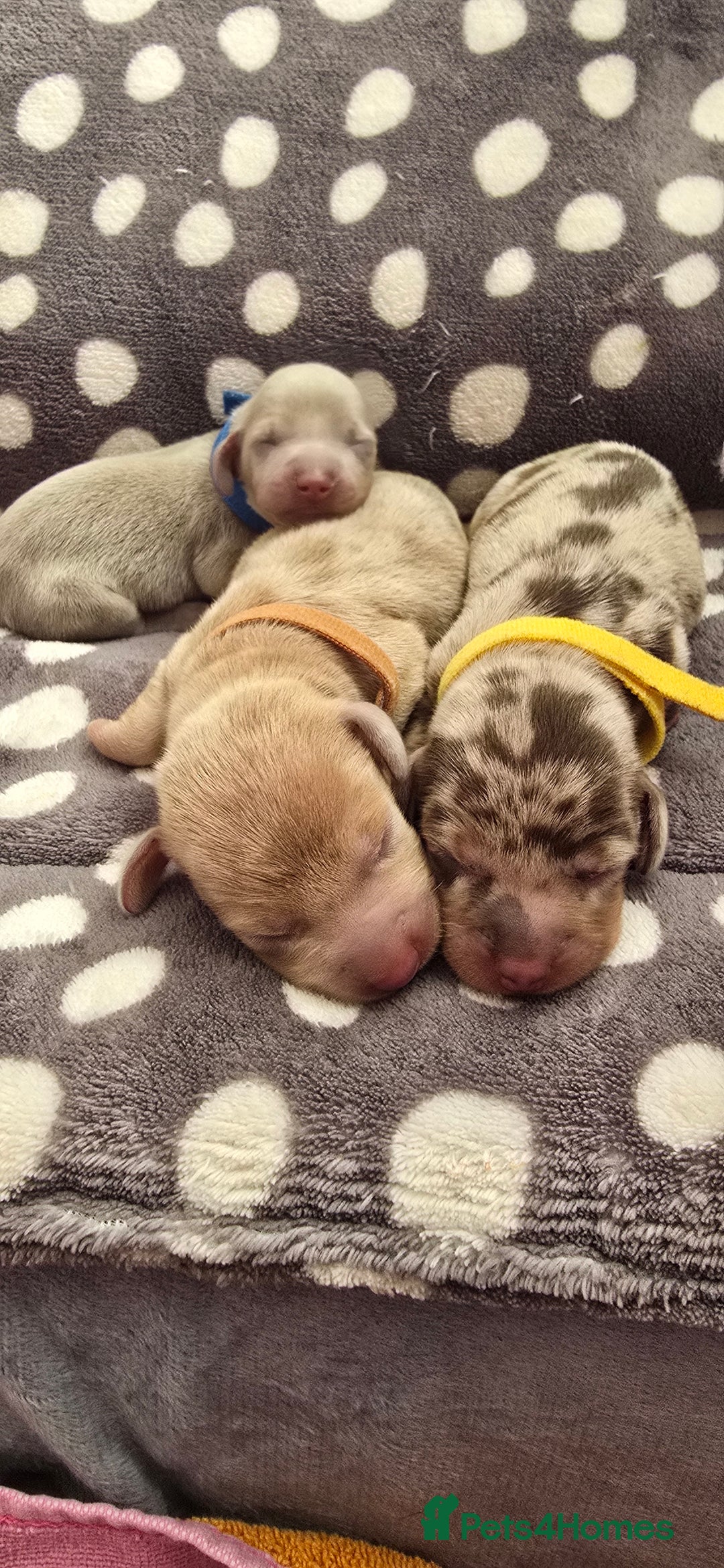 Miniature Dachshund dogs for sale: KC registered miniature Dachshund 🐶  - Advert 4