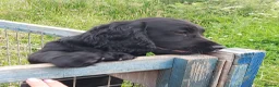 Cocker Spaniel dogs for sale: Beautiful Boy - Advert 8